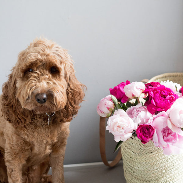 French Market Basket Leather Handles
